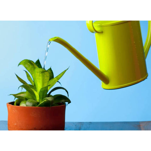 Houseplant Tap Water Conditioner