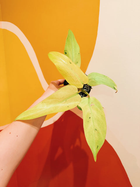 4" Philodendron Whipple Way Mint