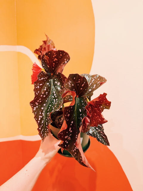 6" Begonia 'Cracklin Rosie'