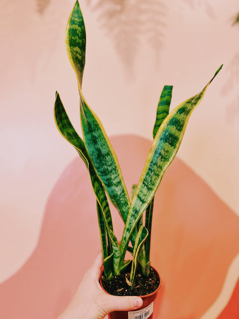 4" Sansevieria tri. Var Laurentii