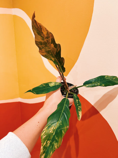 4" Philodendron 'Caramel Marble'