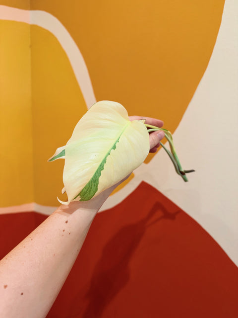 HIGH Variegation Monstera Albo