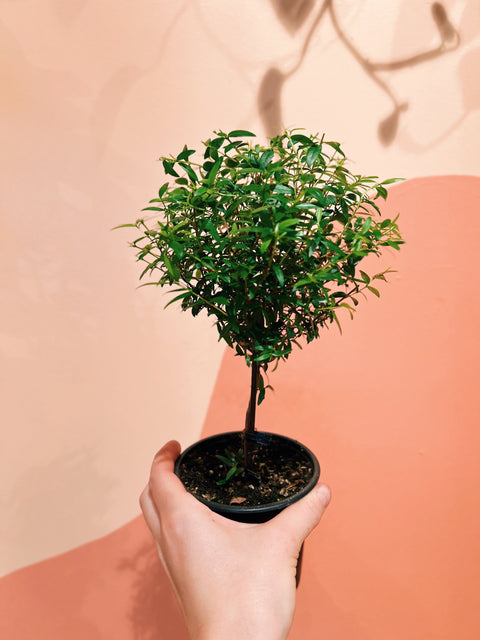 4" Myrtus Communis Topiary