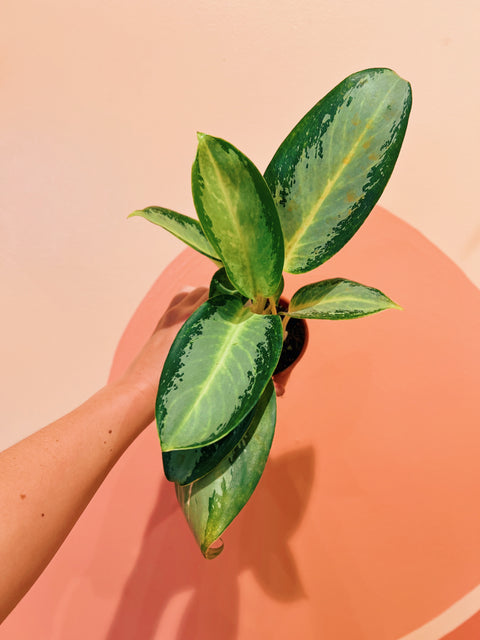 4" Aglaonema 'Green Bowl'