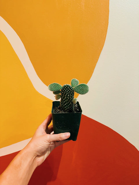 4" Opuntia Microdasys 'Bunny Ear Cactus'