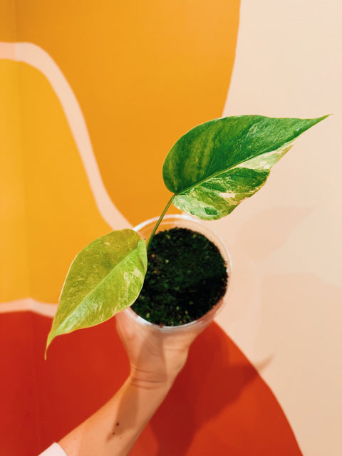 4"  Var. Monstera Albo B