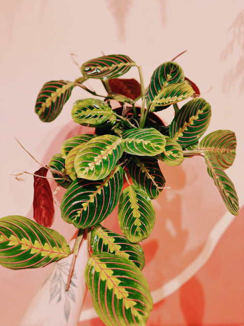 6" Maranta Leuc. Red Prayer Plant