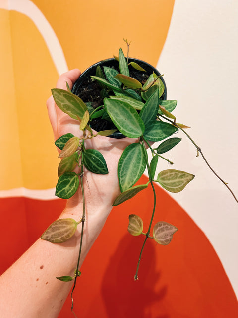 4" Watermelon Dischidia