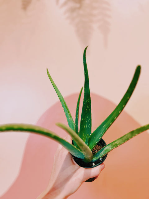 4" Aloe Vera