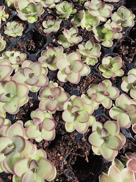 2" Pinguicula (Butterwort) Carnivorous Plant