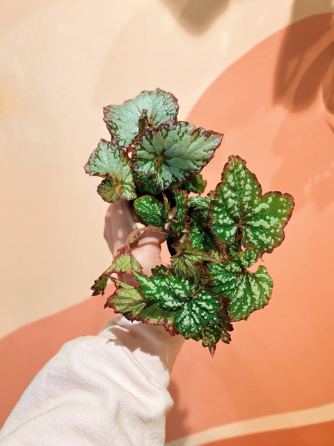 2" Begonia Rex Assorted