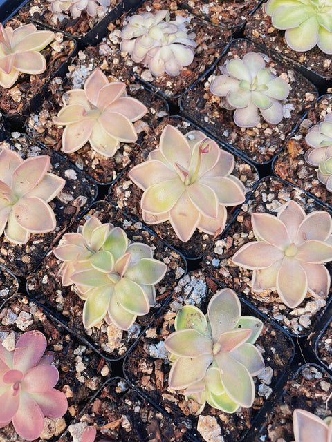2" Pinguicula (Butterwort) Carnivorous Plant