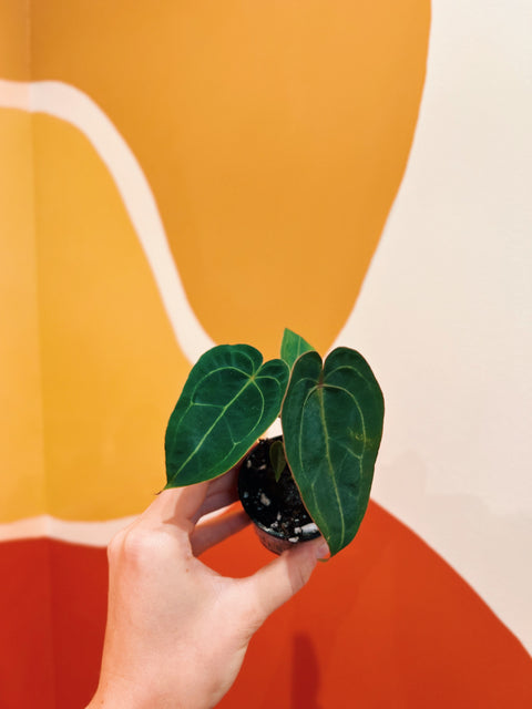 2" Anthurium Dressleri x HU