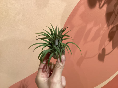 Tillandsia Ionantha Rubra Air Plant