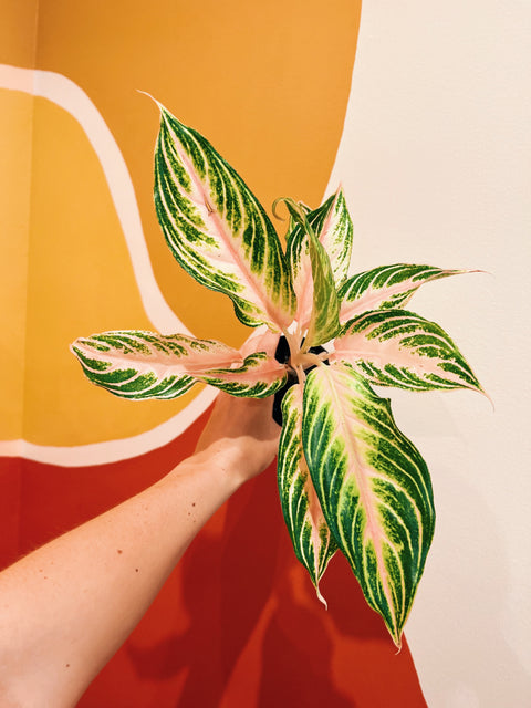 4" Aglaonema 'Pink Panama'