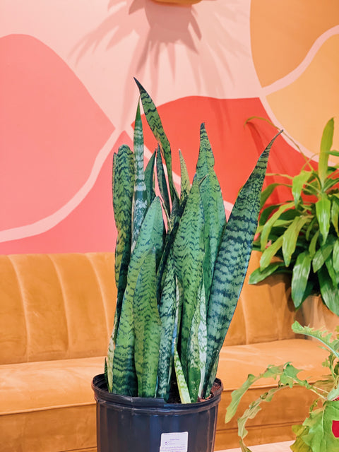 6" Sansevieria Zeylanica