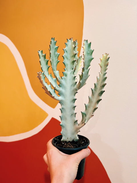 4" Euphorbia Lactea 'White Ghost'