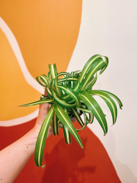 4" Spider Plant 'Bonnie'