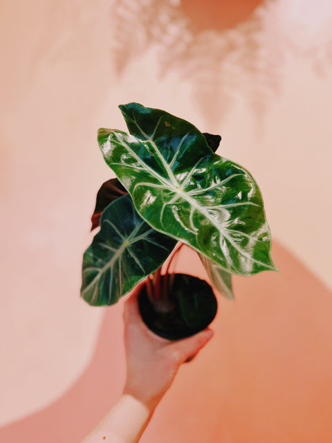 4" Alocasia Pink Princess