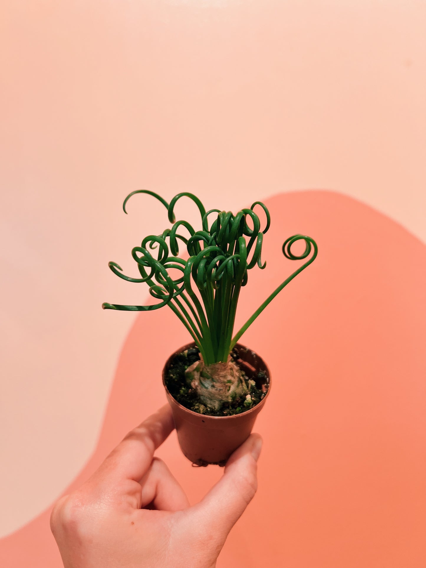 2" Albuca Spiralis 'Frizzle Sizzle'