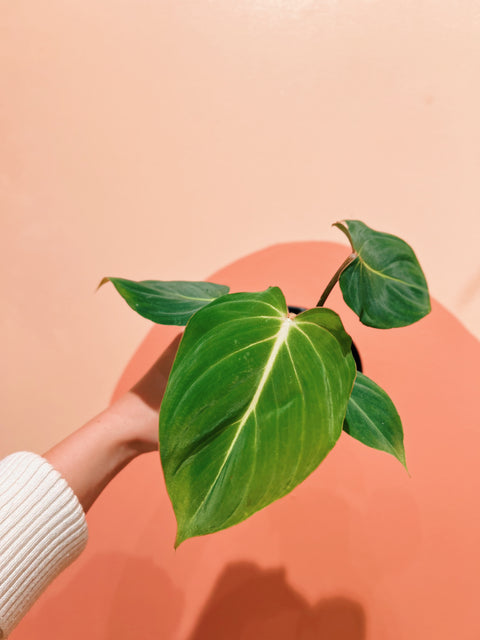 4" Philodendron Gloriosum Dark Form