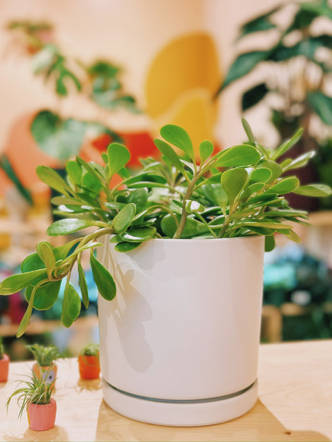 6" Senecio jacobsenii 'Trailing Jade'