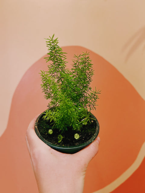 4" Myers Asparagus Fern