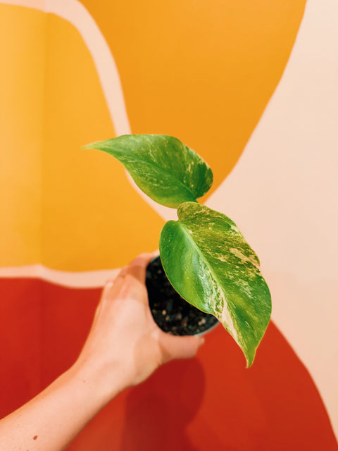 4"  Var. Monstera Albo F