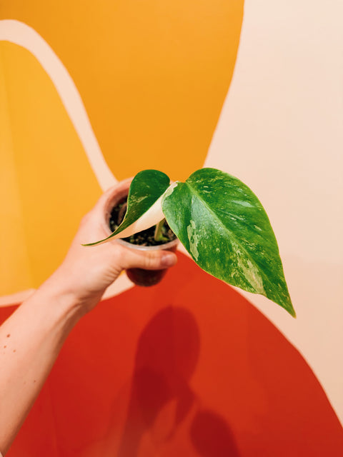 4"  Var. Monstera Albo A