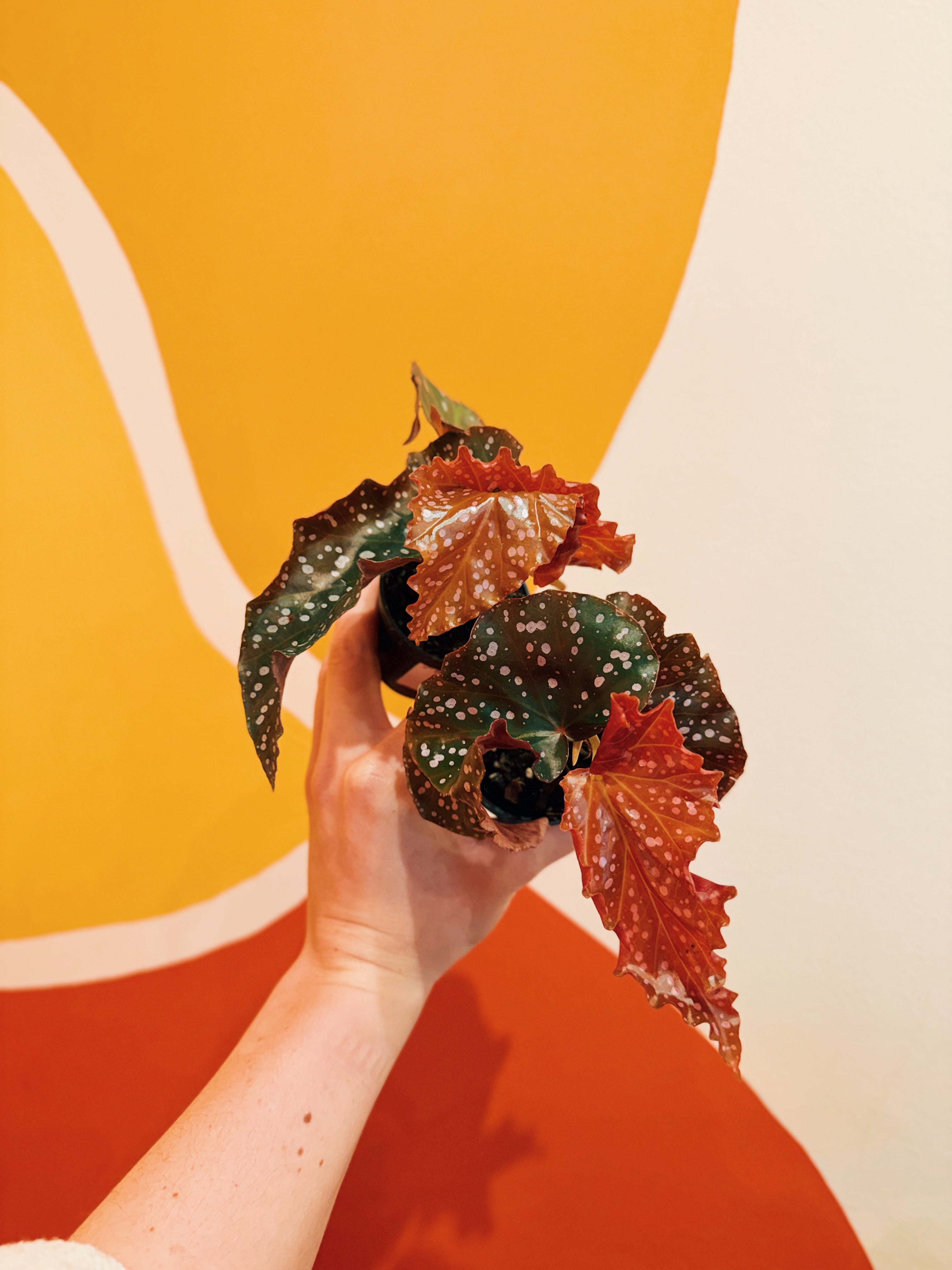 Cascade Tropicals Begonia Cracklin Rosie