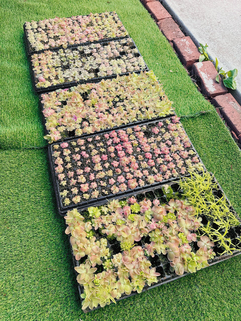 2" Pinguicula (Butterwort) Carnivorous Plant
