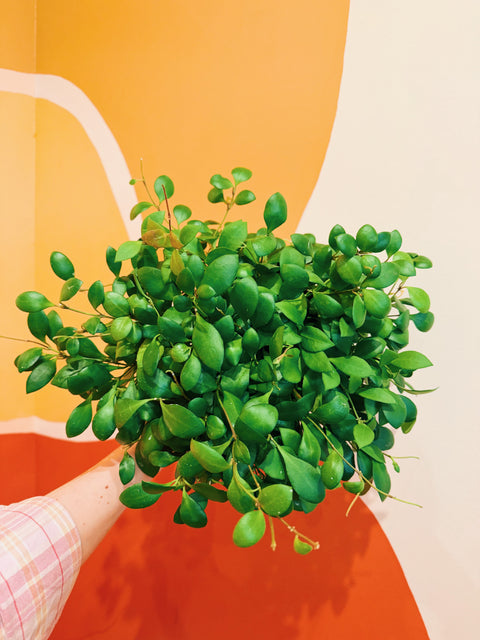 6" Hoya Krohiana 'Hueschkeliana' HB