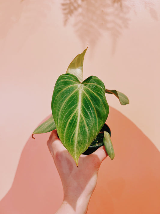 4" Philodendron Gloriosum Dark Form