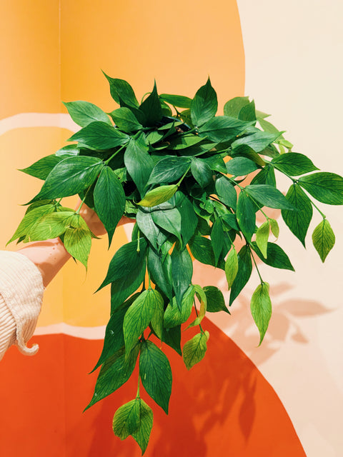 6" Hoya Polyneura - HB