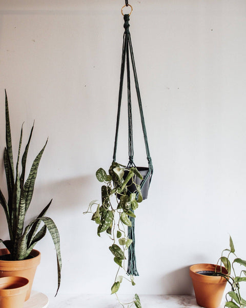 Basic Macrame Plant Hanger