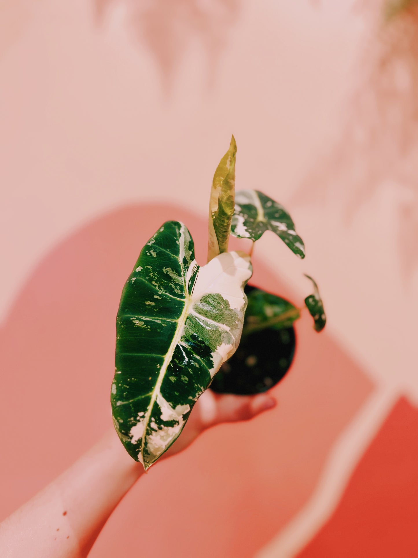 4" Alocasia Frydek Variegata