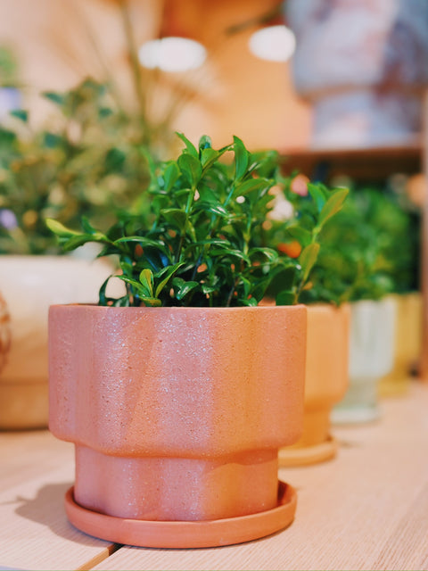 Peaches Wavy Planter