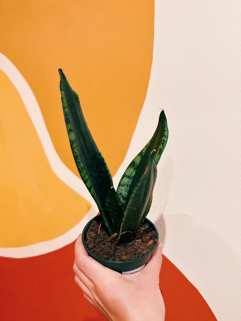 whitney sansevieria 4" Sansevieria 'Whitney' – Viridian Plant Co