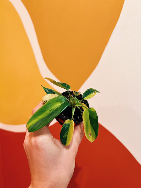 2" Philodendron Florida Beauty Variegata