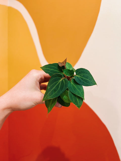 2" Anthurium Clarinervium x 'Bintang Kejora'