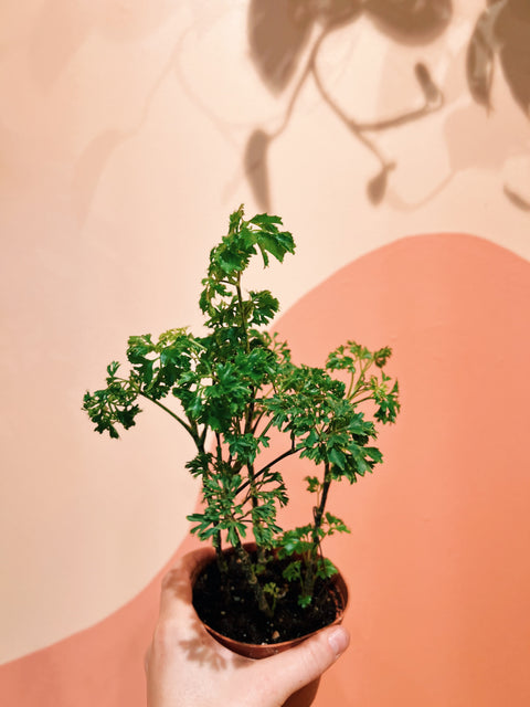 4" Parsley Aralia