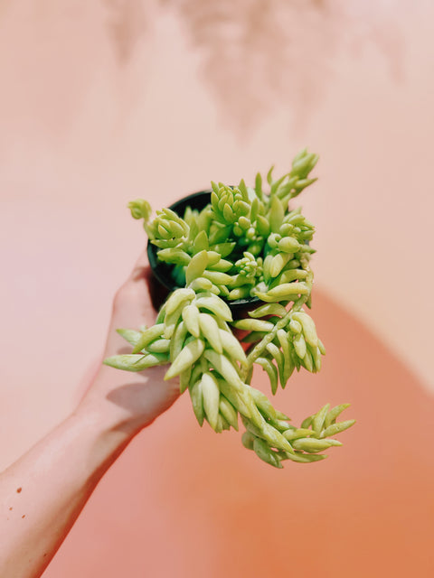 4" Sedum Morganianum Burro's Tail