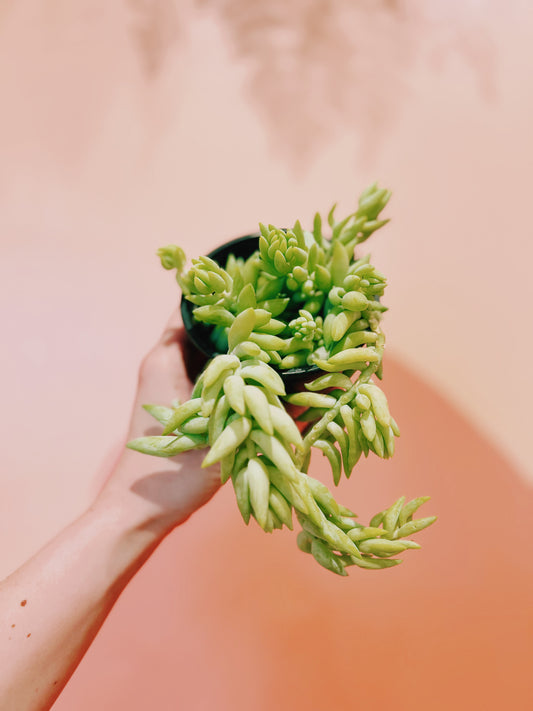 4" Sedum Morganianum Burro's Tail