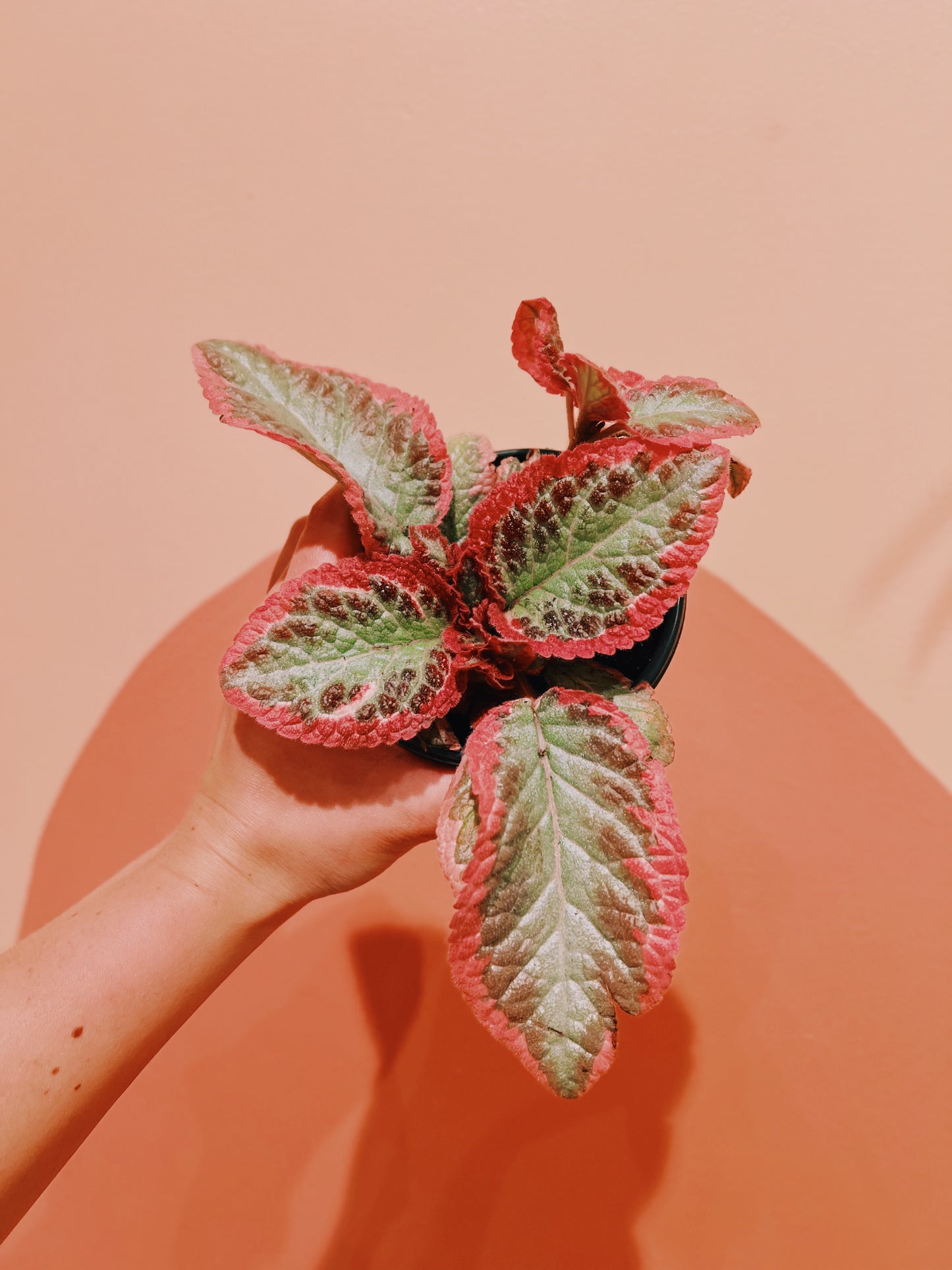 4" Episcia Cupreata 'Cleopatra'