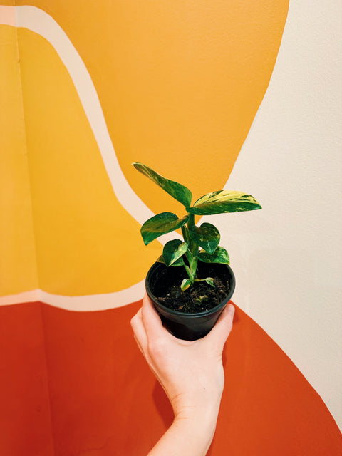 4" Monstera Standleyana Aurea
