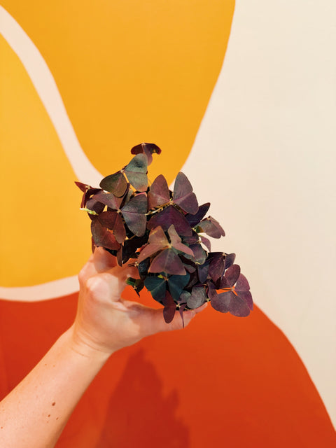 2" Purple Oxalis Triangularis
