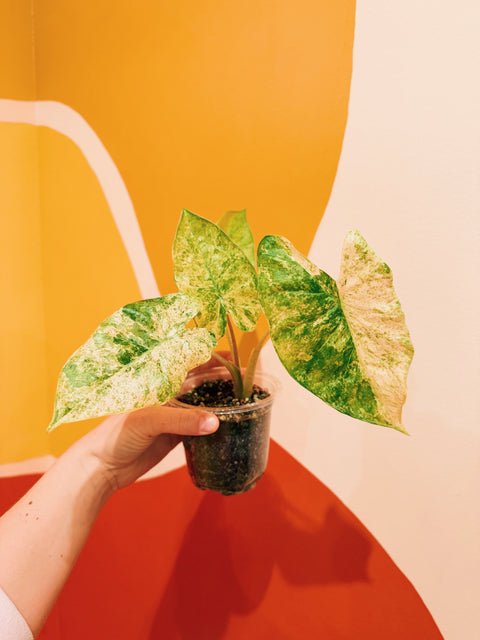 4" Alocasia Odora 'Batik'