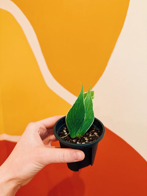 3" Hoya Polyneura 'Albo Marginata'