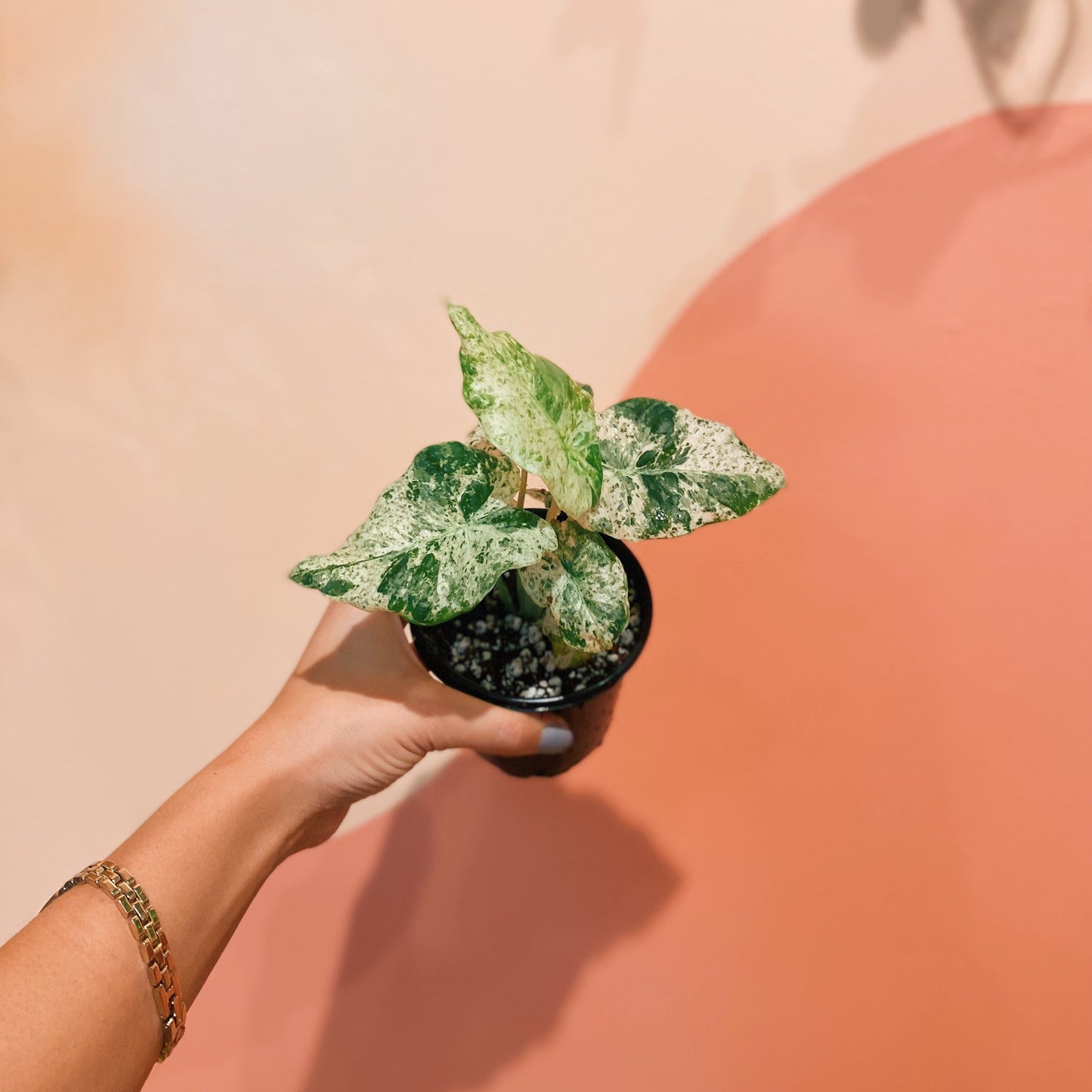 4" Alocasia Macrorrhiza 'Camouflage'