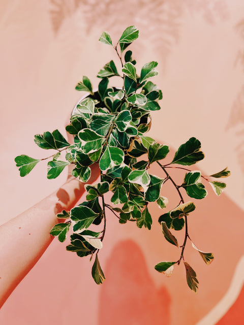 6" Ficus Triangularis